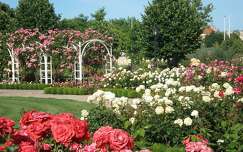 kertek és parkok címlapfotó rózsa nyár