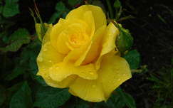 sárga rózsa eső esőcsepp
