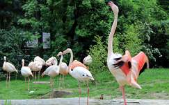vizimadár flamingó