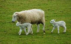 címlapfotó juh háziállat állatkölyök bárány
