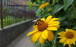 kerítés napraforgó címlapfotó rovar nyár méh