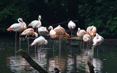 Flamingók