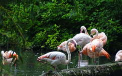 Flamingók