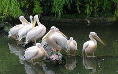pelikán vizimadár tükröződés