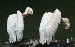 pelikán vizimadár