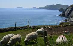 kerítés tengerpart juh háziállat írország