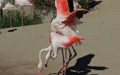 Flamingók
