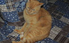 Macska