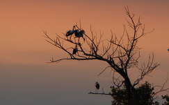 gólya madár naplemente