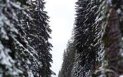 Hargita, téli erdő