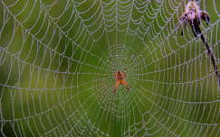 pók vadvirág pókháló címlapfotó vízcsepp