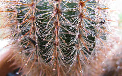 kaktusz vízcsepp
