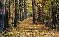ősz út erdő fasor
