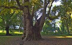 A legnagyobb platánfa a pápai Esterházy kastélyparkban. Magyarország