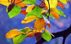 ősz levél címlapfotó színes