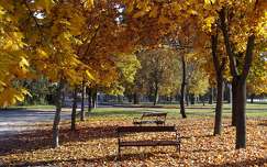 ősz, padok, park, Balatonalmádi, Magyarország