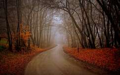 ősz út címlapfotó erdő