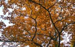 Faágak lentről, színes levelek, ősz