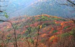 ősz hegy címlapfotó erdő