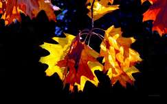 ősz fény levél címlapfotó