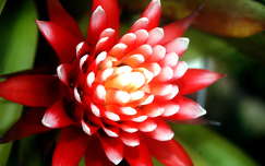lándzsarózsa trópusi virág