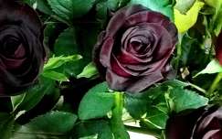 Mélybordó (már-már fekete) rózsa