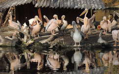 Budapesti pelikánok