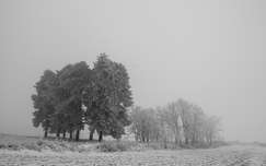 Köd, téli fák