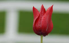 Scottish tulip