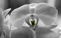 orchidea fekete-fehér trópusi virág