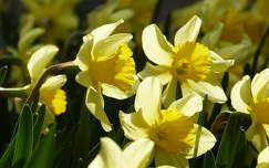tavasz fény tavaszi virág nárcisz