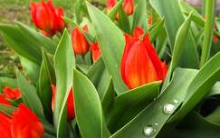 tulipán tavaszi virág címlapfotó tavasz vízcsepp
