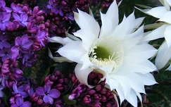 orgona és kaktuszvirág