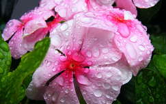 Rózsameténg eső után