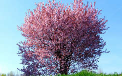 tavasz, virágzó fa, magyarország