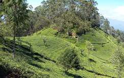 Sri Lanka teaültetvények Haputale közelében 2017. február