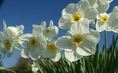 tavasz tavaszi virág nárcisz