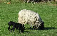 háziállat juh bárány