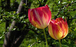 tulipán tavasz tavaszi virág címlapfotó