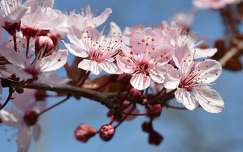 Tavasz, szilvafa virág