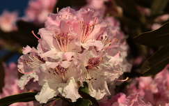 tavasz rododendron tavaszi virág