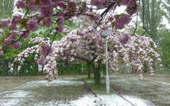 Hó, virág Gödöllőn, áprilisban