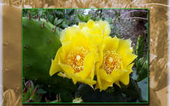 kaktusz, virág, magyarország