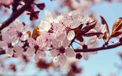 Szilvafa virága, tavasz