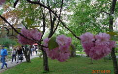 Sakura ünnepFűvészkert, Budapest
