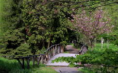 tavasz kertek és parkok híd virágzó fa