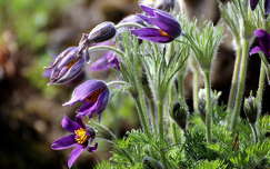 vadvirág tavaszi virág címlapfotó tavasz kökörcsin