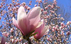 magnólia tavaszi virág