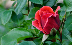 piros rózsa, magyarország