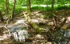 Királyrét, Börzsöny